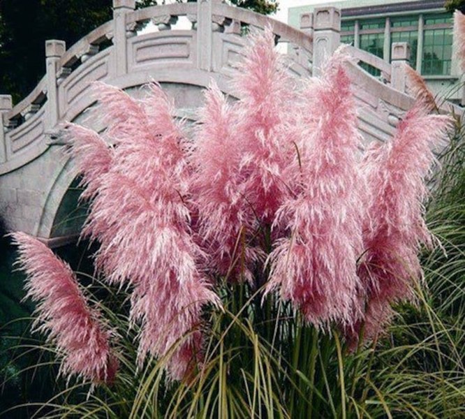 Pink Pampas Grass