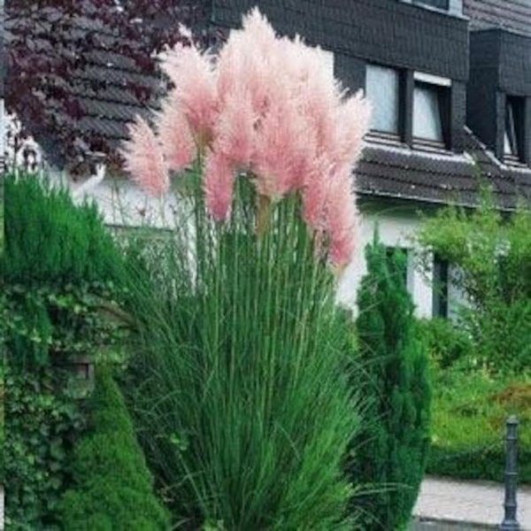 Pink Pampas Grass
