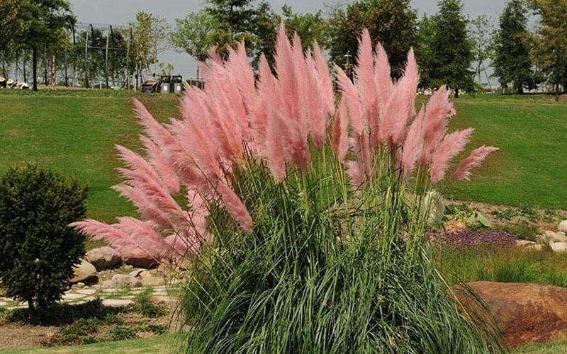 Pink Pampas Grass