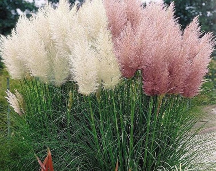 Pink Pampas Grass