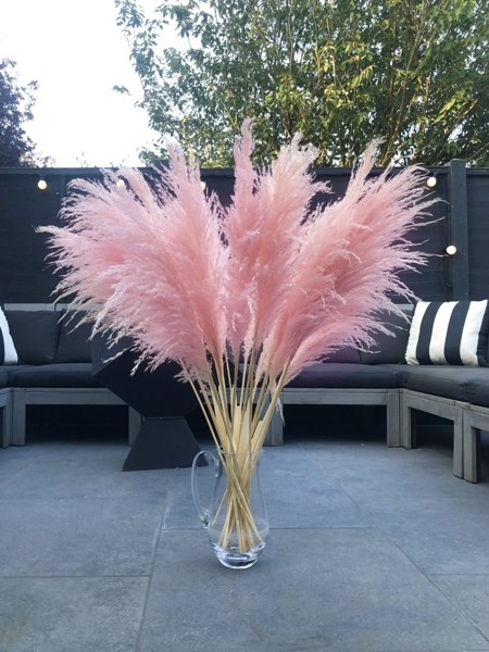 Pink Pampas Grass