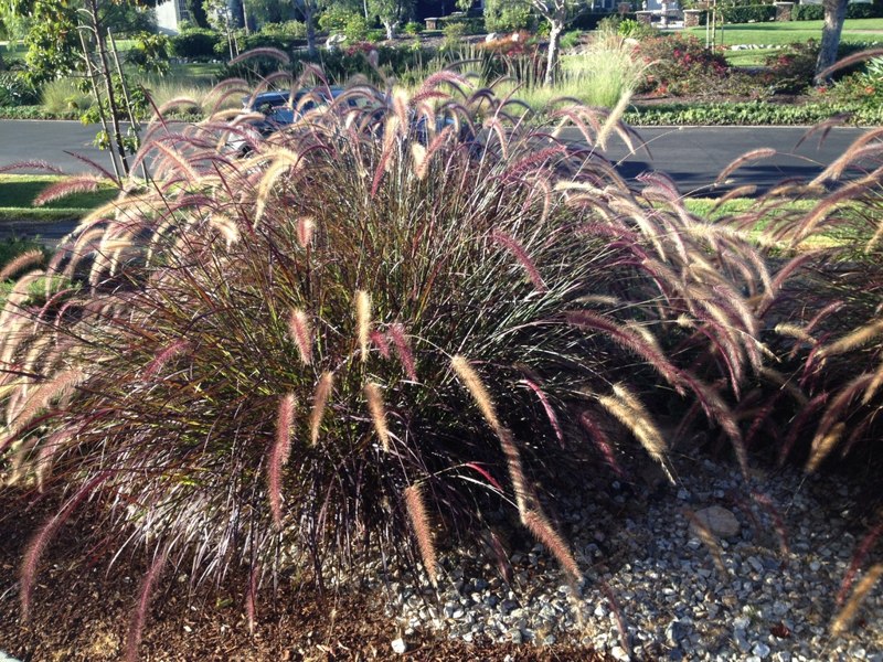 Purple Fountain Grass