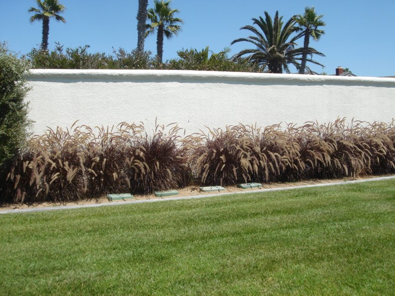 Purple Fountain Grass