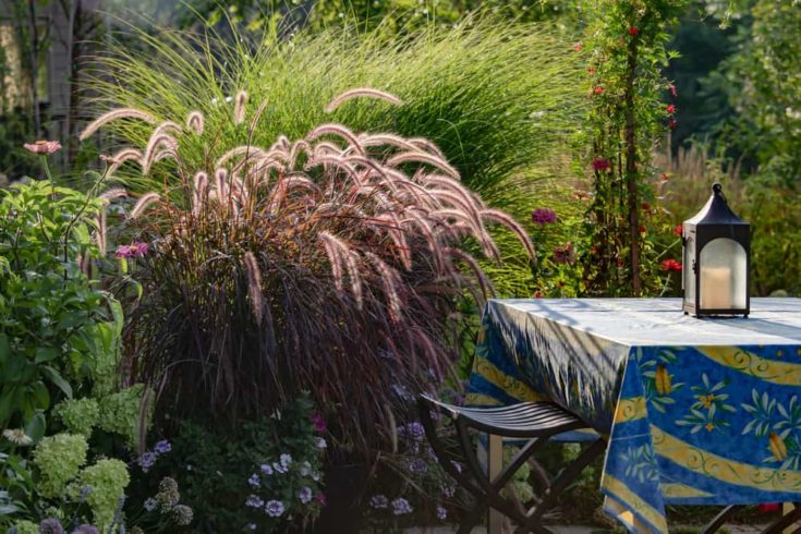 Purple Fountain Grass