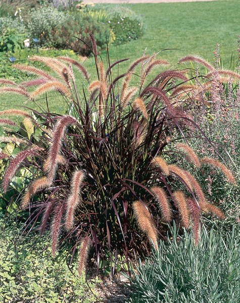 Purple Fountain Grass