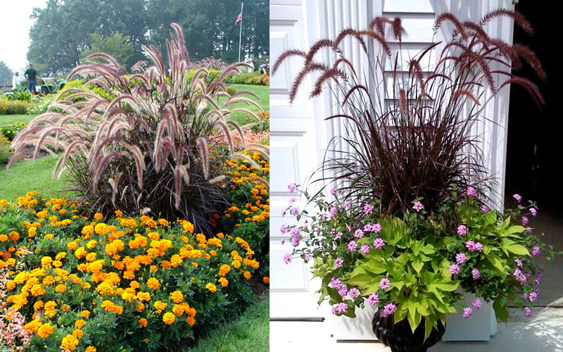 Purple Fountain Grass
