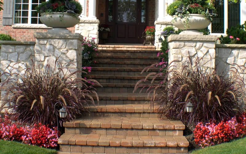 Purple Fountain Grass