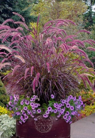Purple Fountain Grass