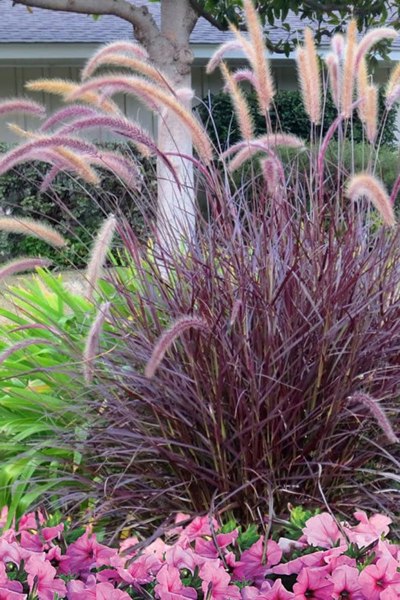 Purple Fountain Grass