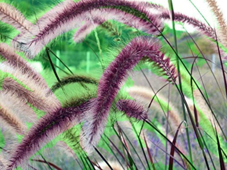 Purple Fountain Grass