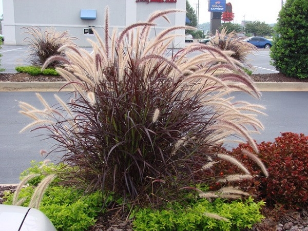 Purple Fountain Grass