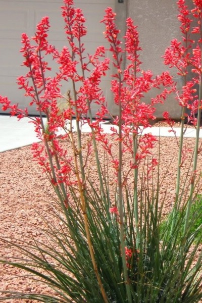 Red Yucca