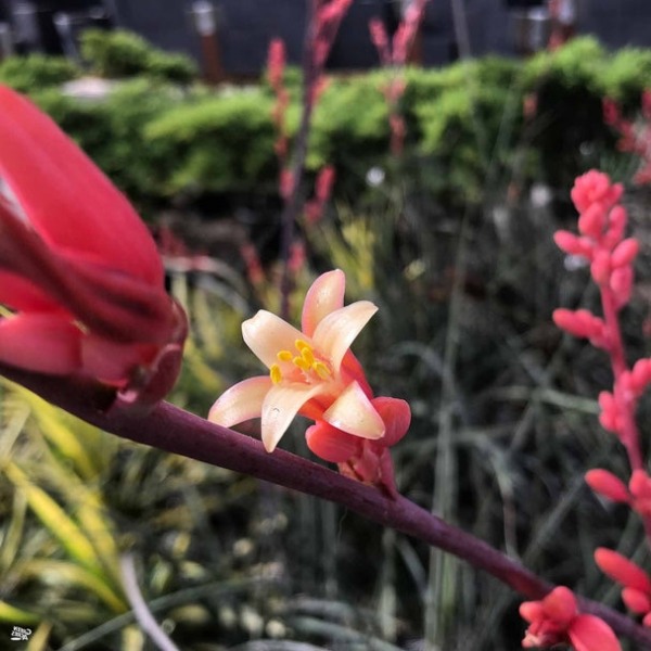Red Yucca