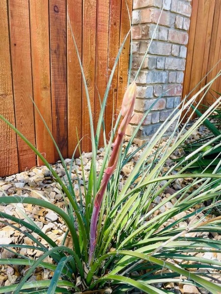 Red Yucca