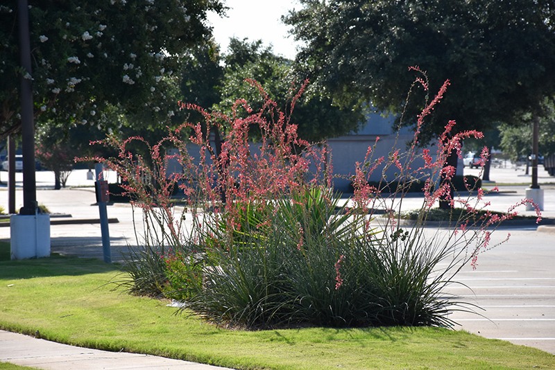 Red Yucca