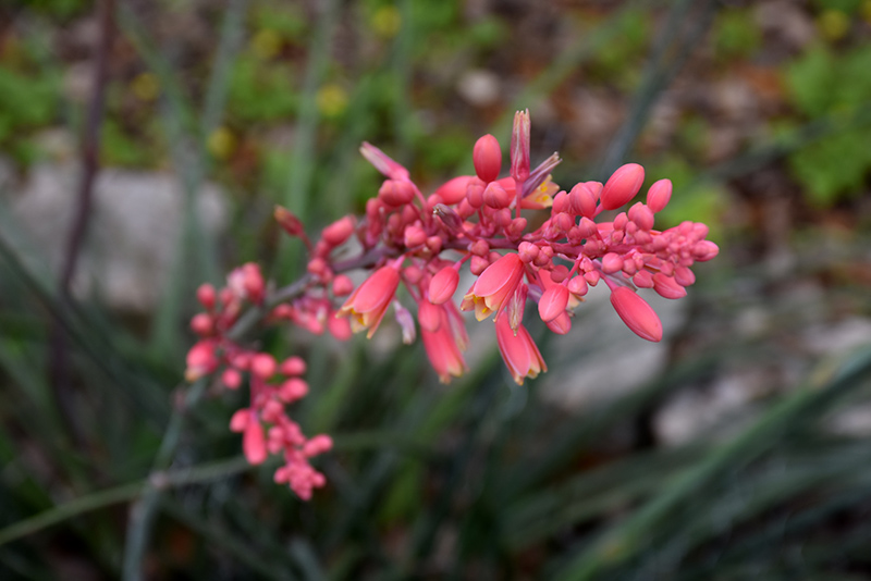Red Yucca