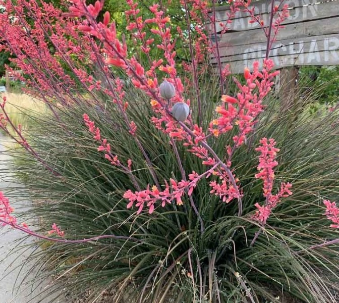 Red Yucca