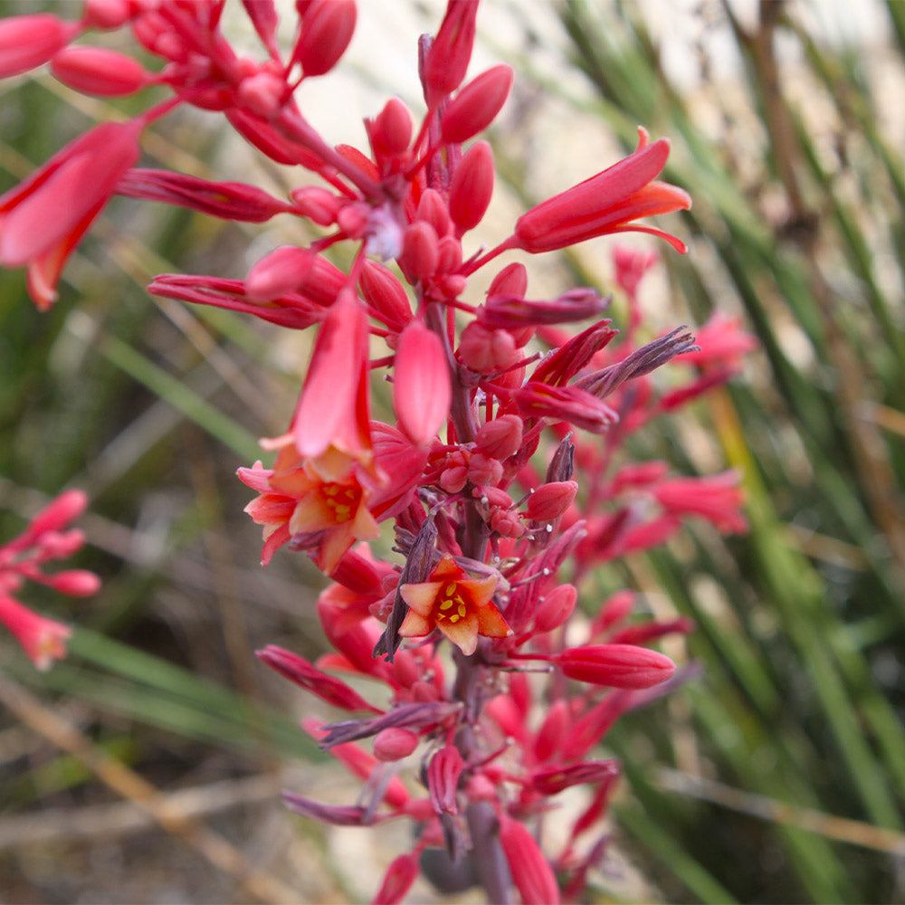 Red Yucca