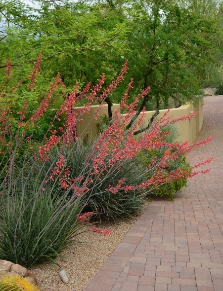 Red Yucca