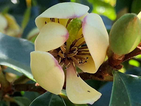 Banana Shrub