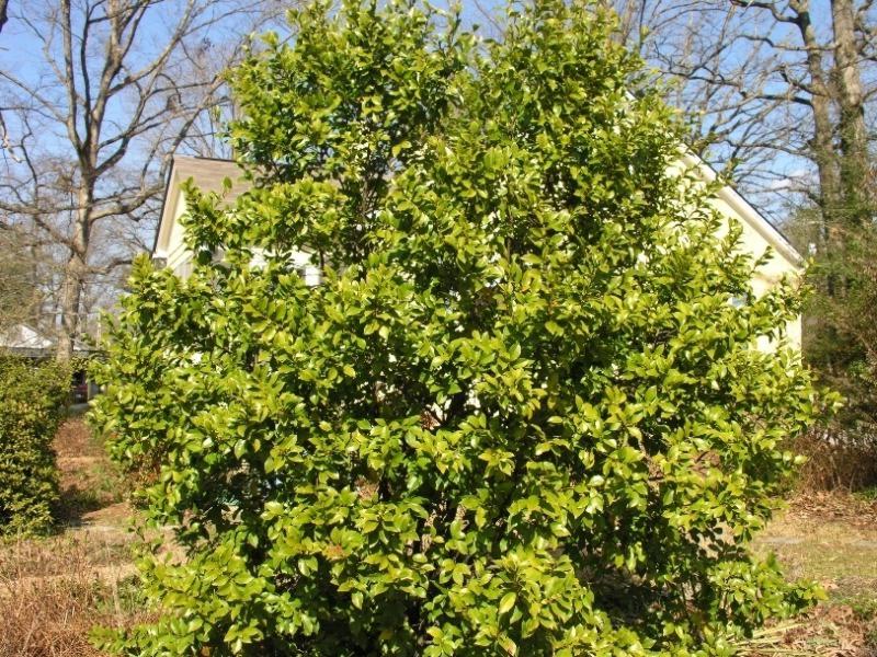Banana Shrub