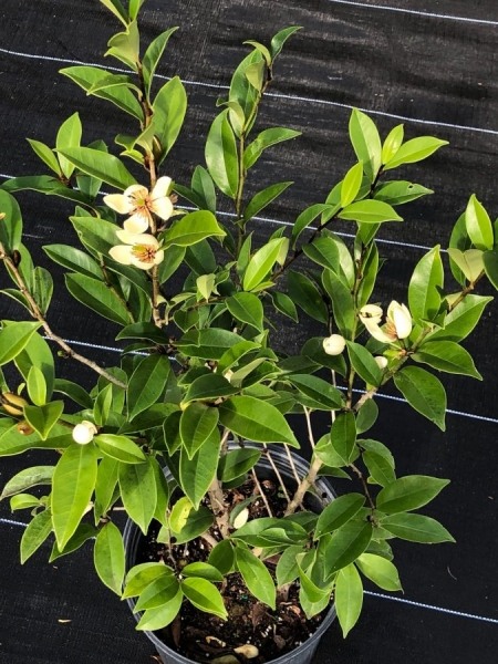 Banana Shrub