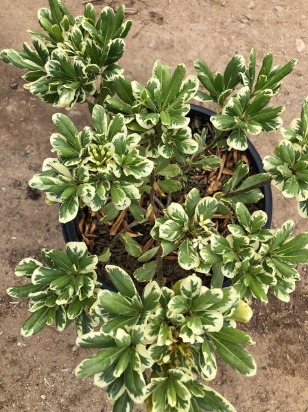 Variegated Pittosporum