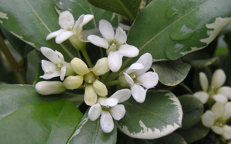 Variegated Pittosporum