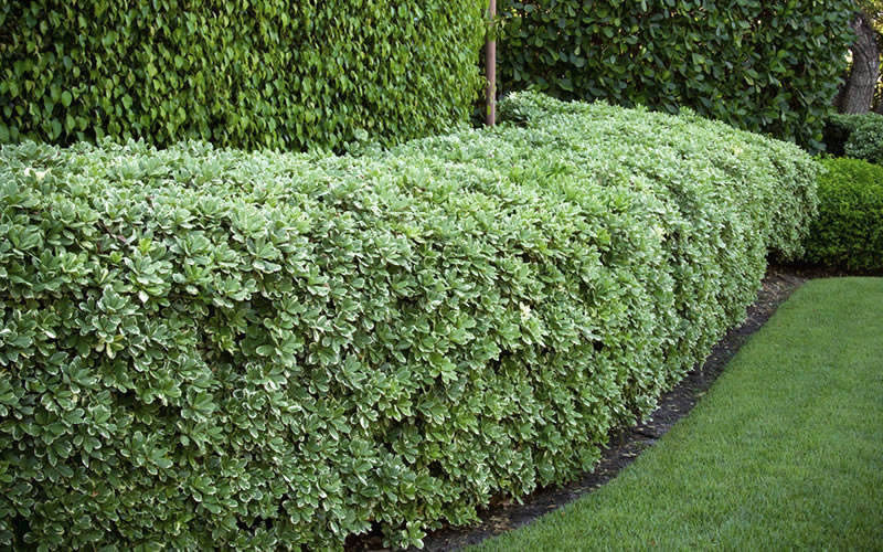 Variegated Pittosporum