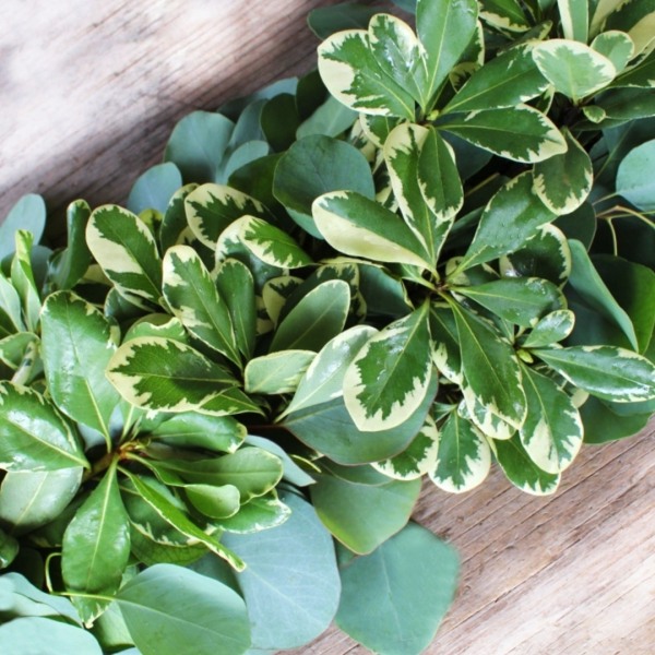 Variegated Pittosporum