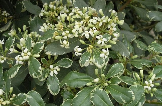 Variegated Pittosporum