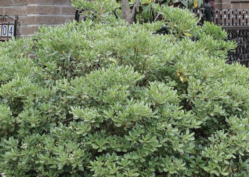 Variegated Pittosporum