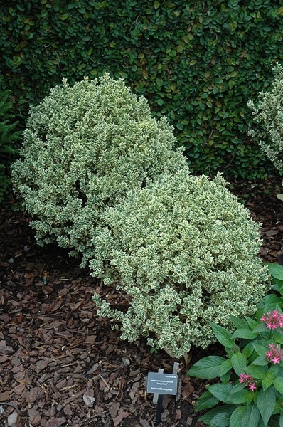 Dwarf Variegated Boxwood