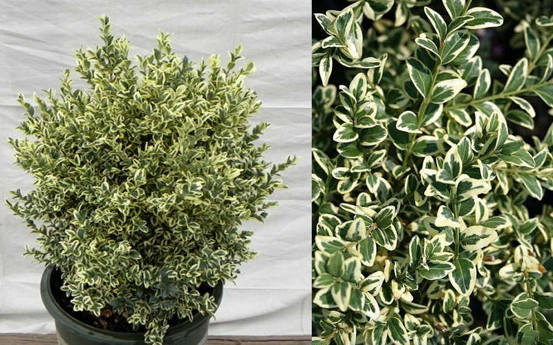 Dwarf Variegated Boxwood