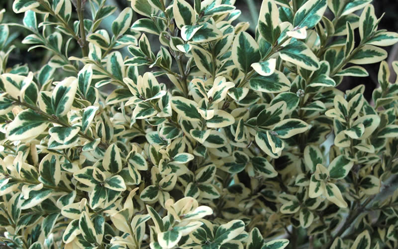 Dwarf Variegated Boxwood