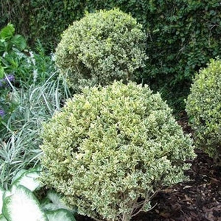 Dwarf Variegated Boxwood
