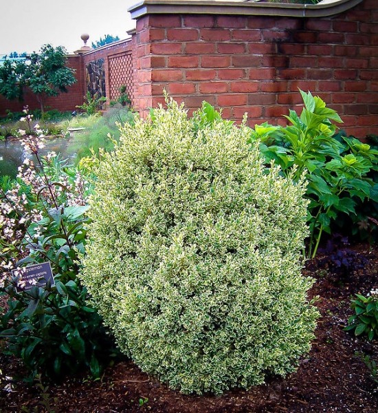 Dwarf Variegated Boxwood