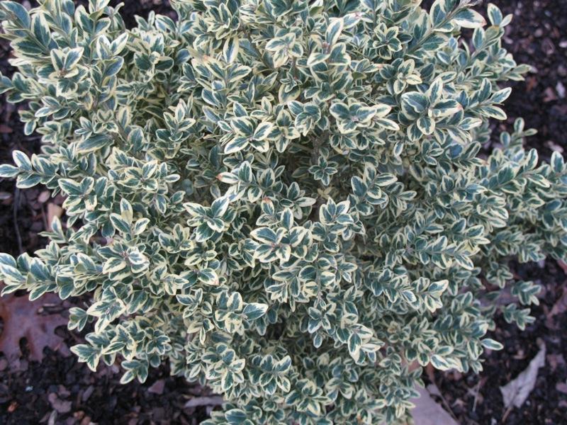 Dwarf Variegated Boxwood