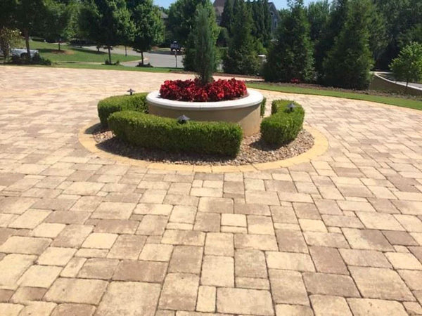 Wintergreen Boxwood