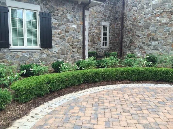 Wintergreen Boxwood