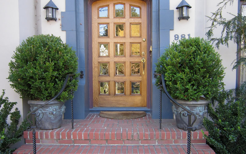 Wintergreen Boxwood
