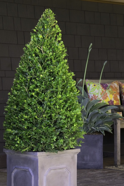 Wintergreen Boxwood