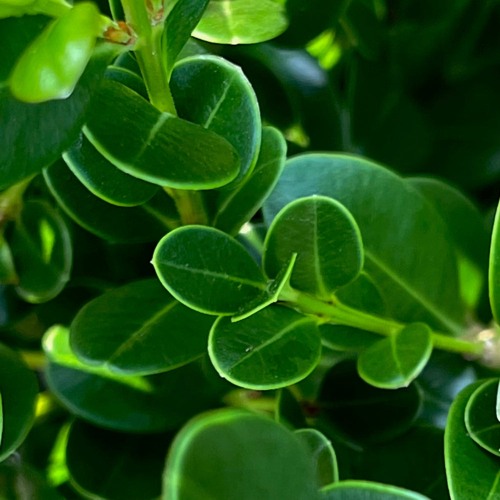 Wintergreen Boxwood