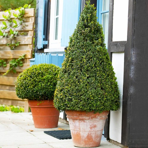 Wintergreen Boxwood
