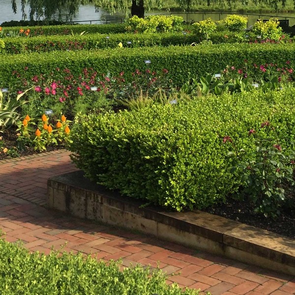 Wintergreen Boxwood