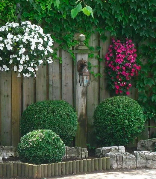 Wintergreen Boxwood