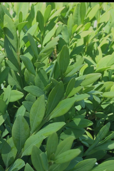 Green Mountain Boxwood