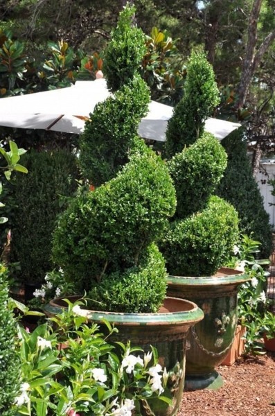 Green Mountain Boxwood
