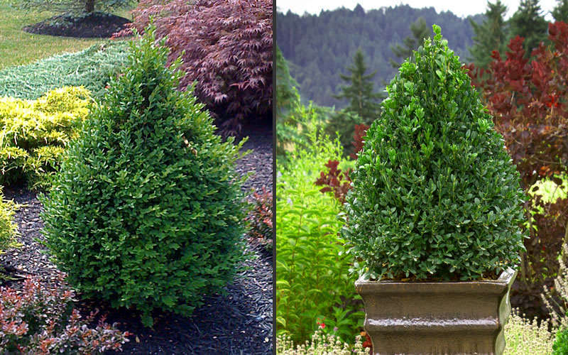 Green Mountain Boxwood