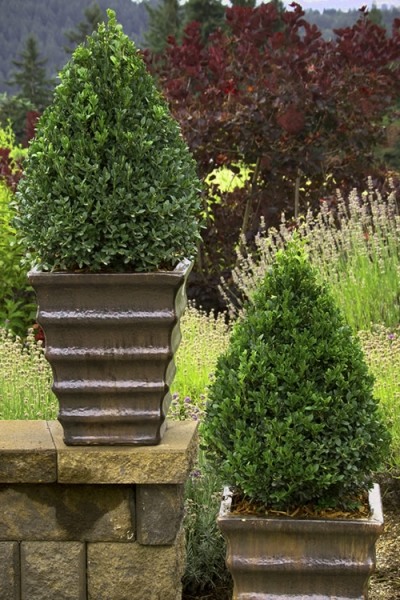 Green Mountain Boxwood